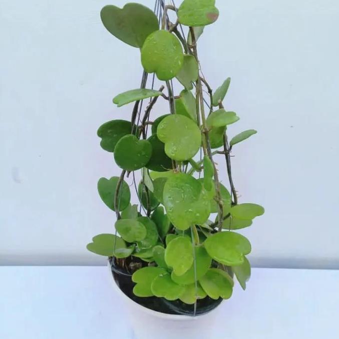 Gambar Hoya Kerii ijo rimbun dari Belibungayuk Kab. Mandailing Natal Tokopedia