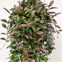 Gambar hoya rosita gantung dari Belibungayuk Kab. Mandailing Natal 1 Tokopedia