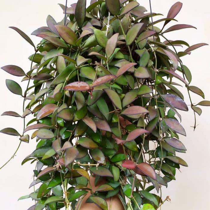 Gambar hoya rosita gantung dari Belibungayuk Kab. Mandailing Natal Tokopedia