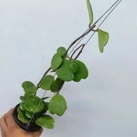 Gambar Hoya Kerii ijo rimbun dari Belibungayuk Kab. Mandailing Natal 2 Tokopedia