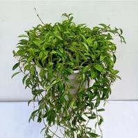 Gambar hoya zambales hias dari Belibungayuk Kab. Mandailing Natal 1 Tokopedia