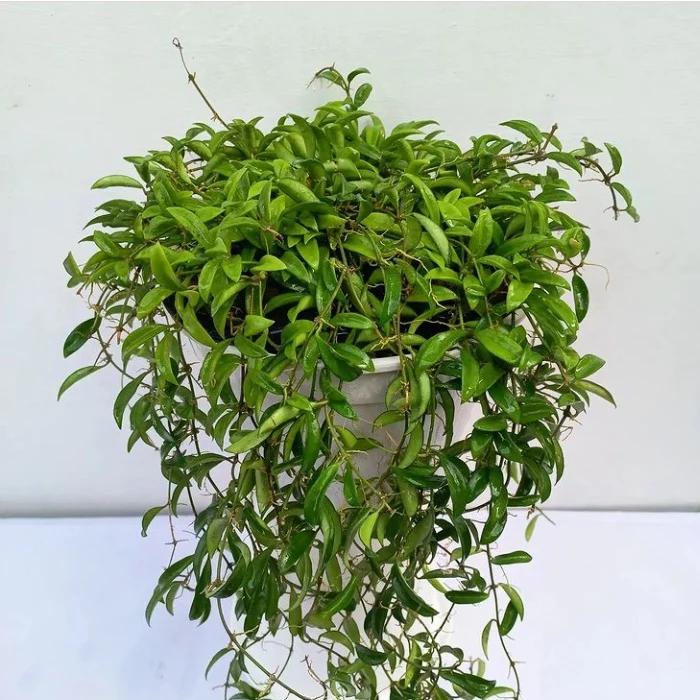 Gambar hoya zambales hias dari Belibungayuk Kab. Mandailing Natal Tokopedia