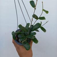 Gambar hoya rotundiflora hias dari Belibungayuk Kab. Mandailing Natal 4 Tokopedia