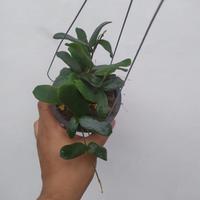 Gambar hoya rotundiflora hias dari Belibungayuk Kab. Mandailing Natal 2 Tokopedia