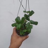 Gambar hoya rotundiflora hias dari Belibungayuk Kab. Mandailing Natal 3 Tokopedia