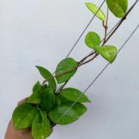 Gambar Hoya fungiiwhite dari Belibungayuk Kab. Mandailing Natal 2 Tokopedia