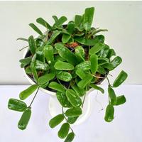 Gambar hoya rotundiflora hias dari Belibungayuk Kab. Mandailing Natal 1 Tokopedia
