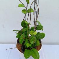 Gambar Hoya fungiiwhite dari Belibungayuk Kab. Mandailing Natal 1 Tokopedia