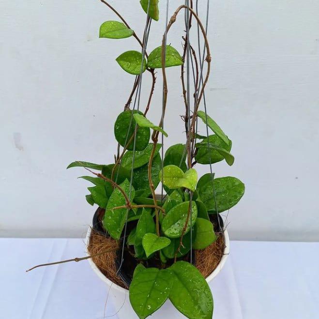 Gambar Hoya fungiiwhite dari Belibungayuk Kab. Mandailing Natal Tokopedia