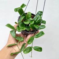 Gambar hoya rotundiflora hias dari Belibungayuk Kab. Mandailing Natal 5 Tokopedia