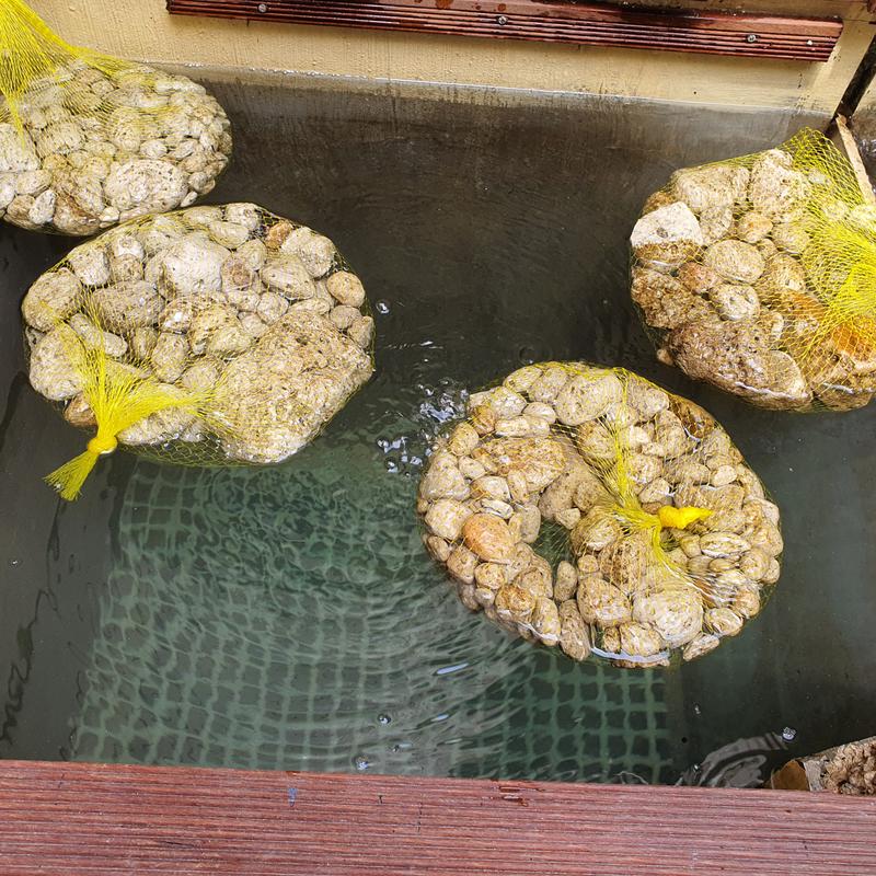 batu apung / gombong ( pumice ) filter kolam koi 1 kg sudah dijaring 4