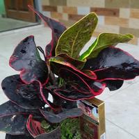 Gambar Puring Apel Merah BUSARIN dari CV Istana Puring Kab. Kediri 4 Tokopedia