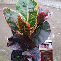 Gambar Puring Apel Merah BUSARIN dari CV Istana Puring Kab. Kediri 3 Tokopedia