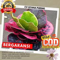 Gambar Puring Apel Merah BUSARIN dari CV Istana Puring Kab. Kediri 1 Tokopedia