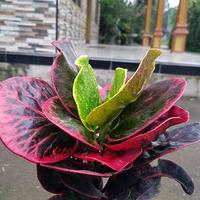 Gambar Puring Apel Merah BUSARIN dari CV Istana Puring Kab. Kediri 2 Tokopedia