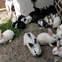 Gambar Kelinci Lokal Bandung dari Kookie Bunny Kota Bandung 5 Tokopedia