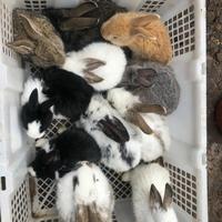 Gambar Kelinci Lokal Bandung dari Kookie Bunny Kota Bandung 2 Tokopedia