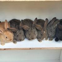 Gambar Kelinci Lokal Bandung dari Kookie Bunny Kota Bandung 3 Tokopedia