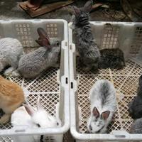 Gambar Kelinci Lokal Bandung dari Kookie Bunny Kota Bandung 1 Tokopedia