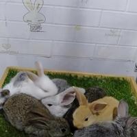 Gambar Kelinci Lokal Bandung dari Kookie Bunny Kota Bandung 4 Tokopedia