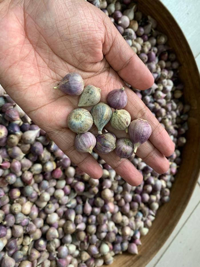 Gambar 1kg Bawang Putih Tunggal/Lanang Kulit Ungu dari Pusat Bawang Lanang Kota Semarang 4 Tokopedia