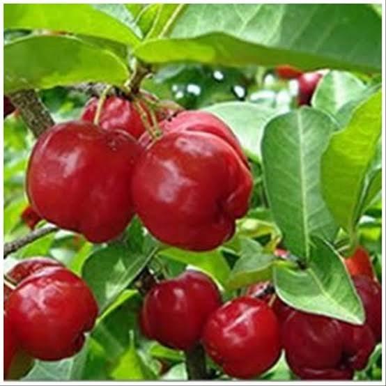 Gambar Bibit Tanaman Buah Chery Vietnam dari AZKA BIBIT BERKUALITAS Kab. Nganjuk Tokopedia