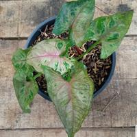 Gambar Syngonium Christmas - Daun 4 s.d 5 Buah dari LAPAK HOKI20 Kab. Pasuruan 2 Tokopedia