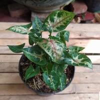 Gambar Syngonium Christmas - Daun 4 s.d 5 Buah dari LAPAK HOKI20 Kab. Pasuruan 1 Tokopedia