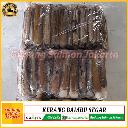 Gambar Kerang Bambu Lorjuk Segar 1kg- Kerang Bambu Fresh - Kerang Bambu Besar dari Gudang Salmon Jakarta Kota Administrasi Jakarta Utara Tokopedia