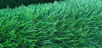 Gambar rumput sintetis swiss ukuran 50x50 terlaris dari rumputsintetisss Kota Administrasi Jakarta Barat 3 Tokopedia