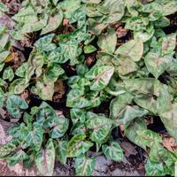 Gambar Syngonium Christmas - Daun 4 s.d 5 Buah dari LAPAK HOKI20 Kab. Pasuruan 3 Tokopedia