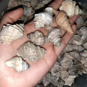 cangkang kelomang size xs s m l isi 100pcs campur untuk kerajinan