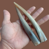 Gambar Pipa tanduk kerbau bule 12cm asli dari gyaros.craft Kab. Banyuwangi 1 Tokopedia