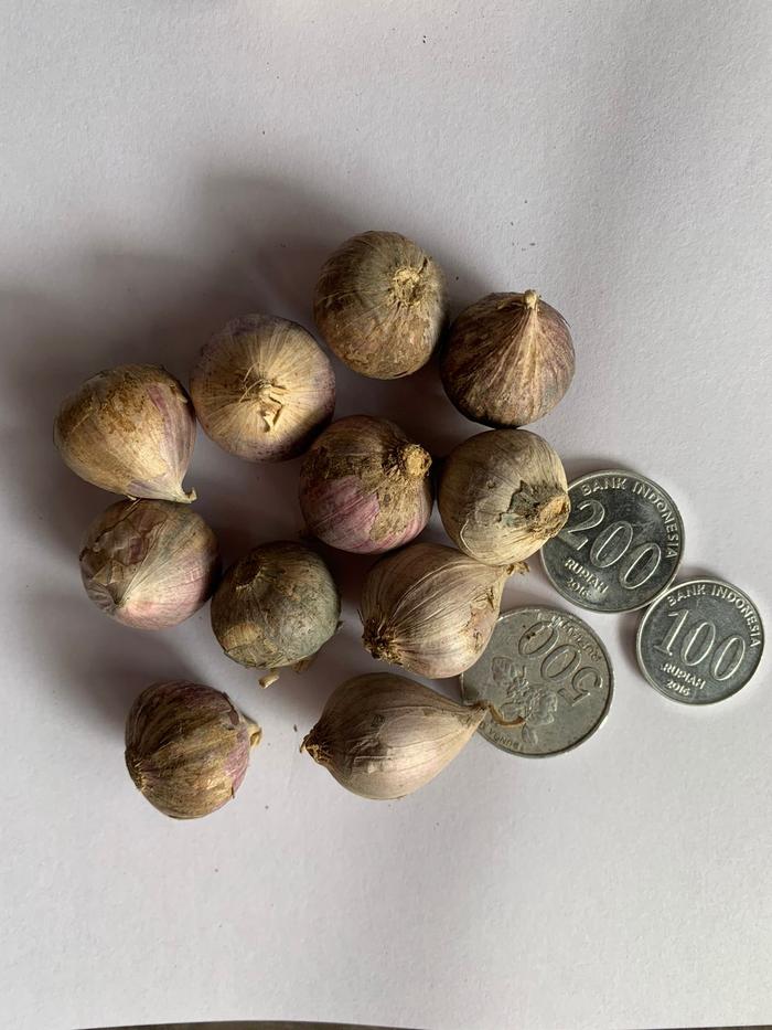 Gambar 1kg Bawang Putih Tunggal/Lanang Kulit Ungu dari Pusat Bawang Lanang Kota Semarang 5 Tokopedia