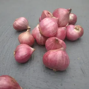 bawang merah