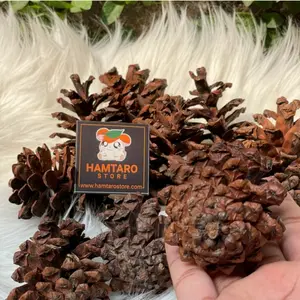 Dried Pine , Pinus Kering gigitan hamster / dekorasi kandang hamster