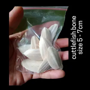 HamTaci GIGITAN HAMSTER & GERBIL Tulang Sotong Mini 5-7cm Isi 5 Pcs Kalsium Estimulasi Gigi Hamster Wangi Segar