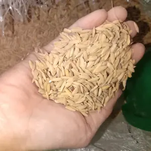 Gabah Beras Merah 1kg Pakan Ayam jago Petarung, burung/unggas, hamster