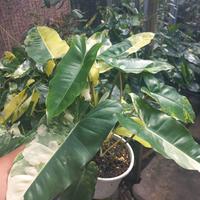 Gambar Burlemarks Varigata dari Belibungayuk Kab. Mandailing Natal 1 Tokopedia