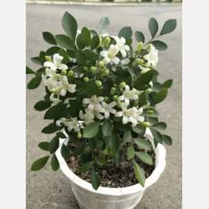 tanaman Wangi semerbak bunga kemuning