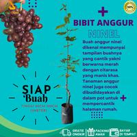 Gambar Tanaman Bibit Anggur Jenis Ninel Siap Buah dari PUROTANI.ID Kab. Purworejo 3 Tokopedia