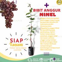 Gambar Tanaman Bibit Anggur Jenis Ninel Siap Buah dari PUROTANI.ID Kab. Purworejo 1 Tokopedia