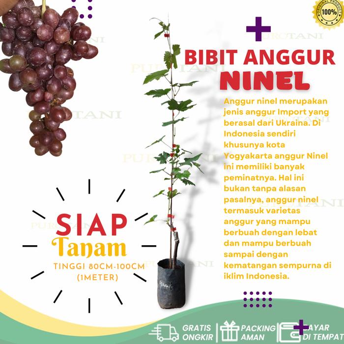 Gambar Tanaman Bibit Anggur Jenis Ninel Siap Buah dari PUROTANI.ID Kab. Purworejo Tokopedia