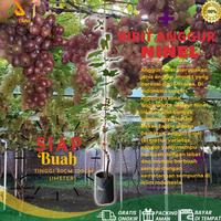 Gambar Tanaman Bibit Anggur Jenis Ninel Siap Buah dari PUROTANI.ID Kab. Purworejo 2 Tokopedia
