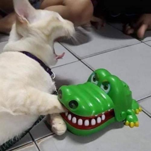 Mainan Buaya Gigit Jari (Box) - Crocodile Dentist Game 3