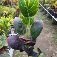 Gambar Puring Apel Merah Centong ORIGINAL dari CV Istana Puring Kab. Kediri 1 Tokopedia