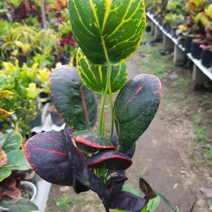 Gambar Puring Apel Merah Centong ORIGINAL dari CV Istana Puring Kab. Kediri Tokopedia