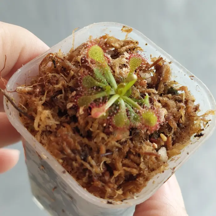 Gambar Tanaman Karnivora Pemakan Serangga Drosera Capillaris dari BotaniPreda Kota Surabaya 4 Tokopedia