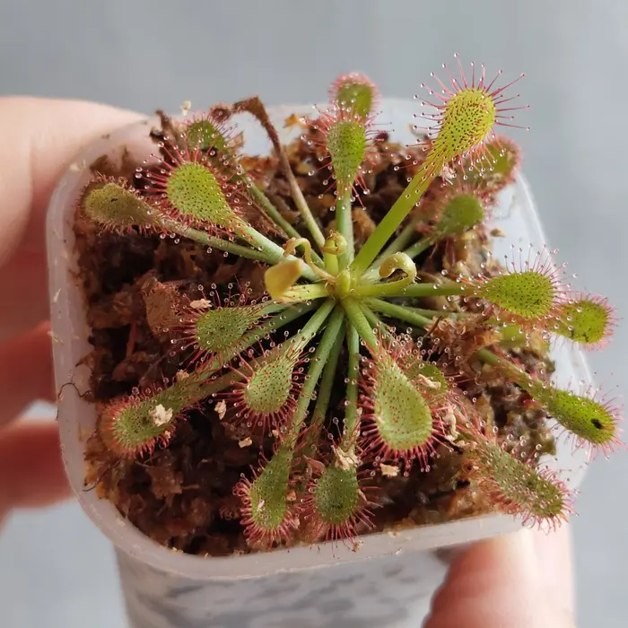Gambar Tanaman Karnivora Pemakan Serangga Drosera Capillaris dari BotaniPreda Kota Surabaya 5 Tokopedia