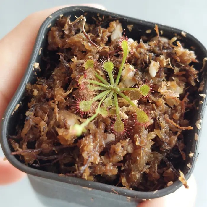 Gambar Tanaman Karnivora Pemakan Serangga Drosera Capillaris dari BotaniPreda Kota Surabaya 3 Tokopedia